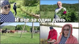 Собираем лист смородины...