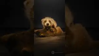 Baby Rocket Test Footage | Framestore