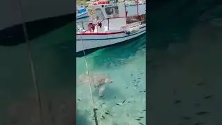 Fisherman feeds huge sea turtle! #shorts #turtle