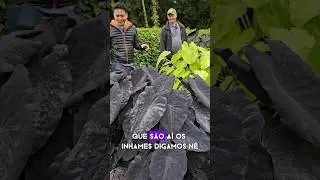 Colocasias hemero #plantas #inhamepreto #colocasia #colocasias #plantastropicais #jardim