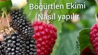 Böğürtlen Ekimi