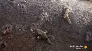 5 of the Coolest Animal Partnerships Symbiotic Species