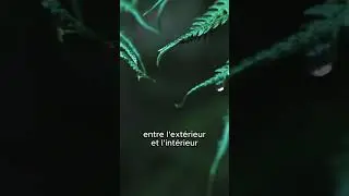 Les soins énergétiques 😇 