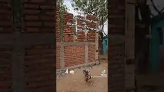 VAMOS AVANZANDO MI GILBERTONA