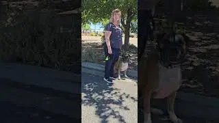 Fritz first training at Kelseyville Lumber