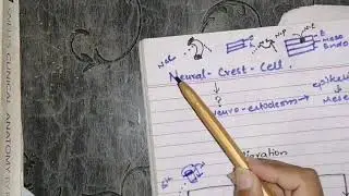 Neural crest cells and its derivatives 
