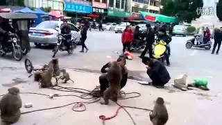 逆天猴子甩主人耳光，还拿刀劈主 !! 都怪主人虐待动物
