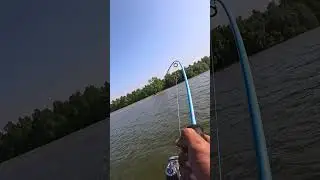 ini sambaran yang di idam2kan para pemancing sungai #mancing #fishingvideo #mancingsungai