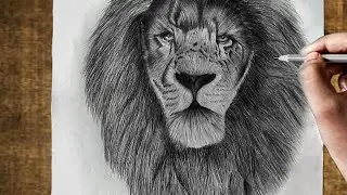 How to draw a realistic lion | drawing of a realistic lion