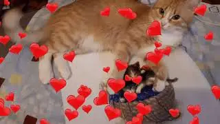 ФИНИШ !\КОТЯТА В КОРЗИНЕ от РИОЛИС/СП