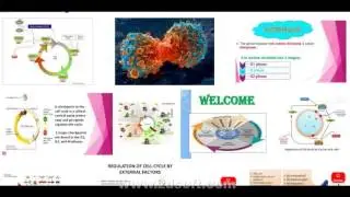 cell cycle regulation ppt