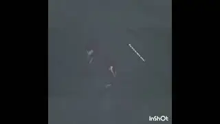 Касатки плывут вид  с высоты птиц - Всё хочу на свете знать !