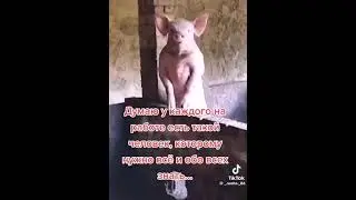 В каждом коллективе есть такой...