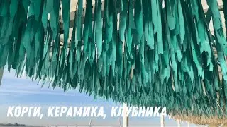 В Октябре: ферма клубники в СПб, корги, керамика, Морской вокзал