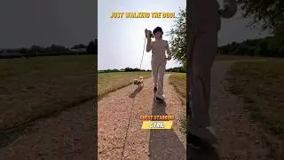 Just walking the dog! #insta360  #dogs #busybee #dogvideos #happydog #cutedog  @insta360
