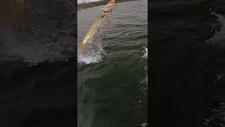 Airborne Muskie😂 #musky #fishing #shorts