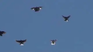 Финал Марганец Кировоградские голуби