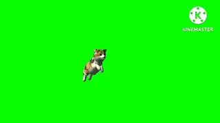 Green screen animal flying/Copyright free green screen cat/green screen flying cat