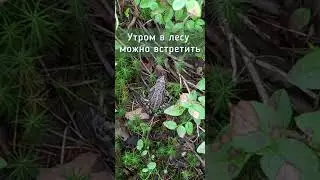 доброе утро в лесу! 
