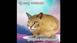 видеомемы#1