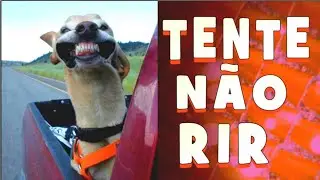 Tente não rir - Vídeos engraçados 2019  - NÍVEL SUPREMO  - Duvido não rir 👽