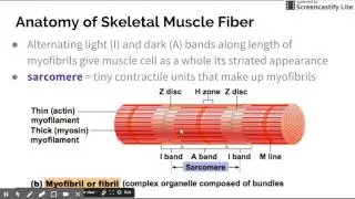 Muscular System - Skeletal Muscle Anatomy