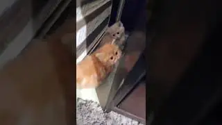 #ameer_leo   #cat #kitten #cute #catlover #kitty #cutecat #pets #funnycats