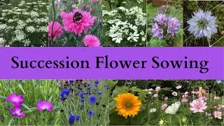 Succession Flower Sowing | The Secret To A Season Full Of Flowers