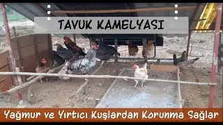 Tavuk Kamelyası ile Yağmurdan ve Yırtıcı Kuşlardan Korunsunlar.