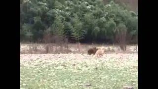 Ponys verjagen Wildschwein - Pferde jagen Wildschwein