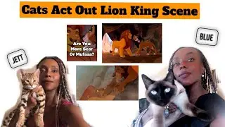 Cats Act Out Scene From Lion King Movie