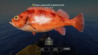 Русская Рыбалка 4 - Норвежское море  - Окунь морской норвежский (Трофей)