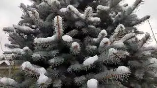 30.11.23 Первый снег. Почему срезаю листья у  куста розы.