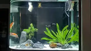 Relaxation - Static Aquarium Scene 2
