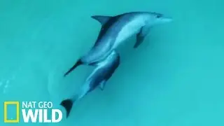 Breastfeeding a Baby Dolphin - Dolphin Kingdom