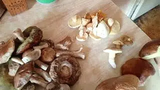 РЫБОЛОВ ИВАНОВИЧ. СТОЛЬКО БЕЛЫХ...