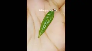 macro photography idea 