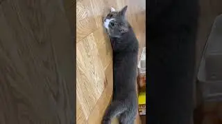 look at him! ⊥！
