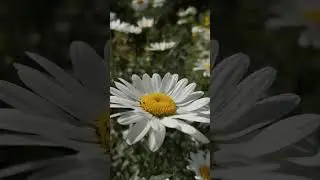 ромашки. лето