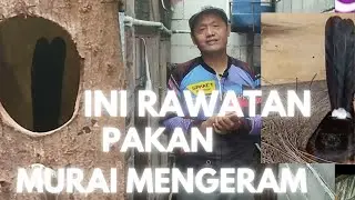 Menu Pakan  dan Perawatan induk Murai Batu saat mengeram