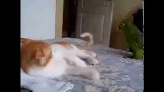 Кошки Смешные кошка и попугай