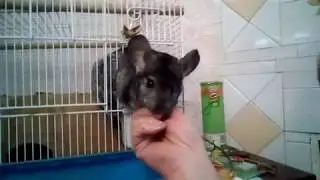 Ксюха гулять собралась.