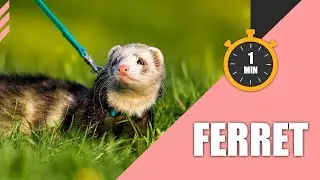 Things to Know About Ferret in 1 Minute | 1 Minute Pet Talk ⏰