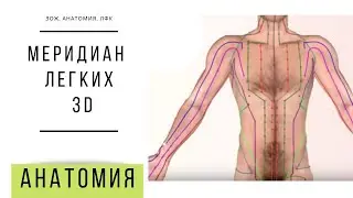 МЕРИДИАН ЛЕГКИХ 3D