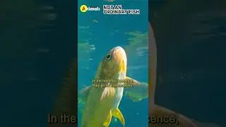 Not an ordinary fish #shorts