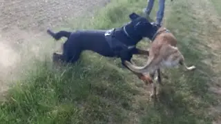 ROTTWEILER VS BELGIAN MALINOIS [1080p]