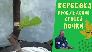 Кербовка пробуждение спящей почки