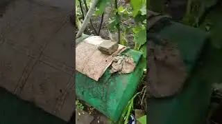 весы для взвешивания препаратов