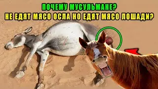 Пророк Запретил! Есть Мясо Ослов и Мулов а Лошадь разрешил Что Будет Кто Съел  Харамное Мясо! хадис