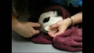 My bunny goes to the vet